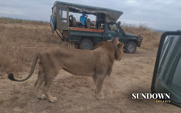 Male lion walking past a safari vehicle on a Sundown Safaris game drive, Dreamcatcher private safari