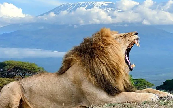 Lion resting below a snow capped Kilimanjaro in Amboseli, Ultimate Kenya 7 day circuit