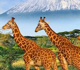 Amboseli National Park 1 e1750759912154