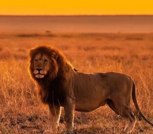 Mara Evening 1 e1750761460241