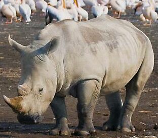 lake nakuru rhino and pelicans simon bloomhill 590x390 2 e1750759018658